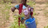 Niger’s hunger-fighting trees
