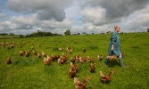 Chickens, cows and countryside
