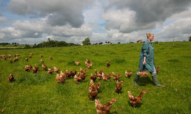Chickens, cows and countryside Chickens, cows and countryside